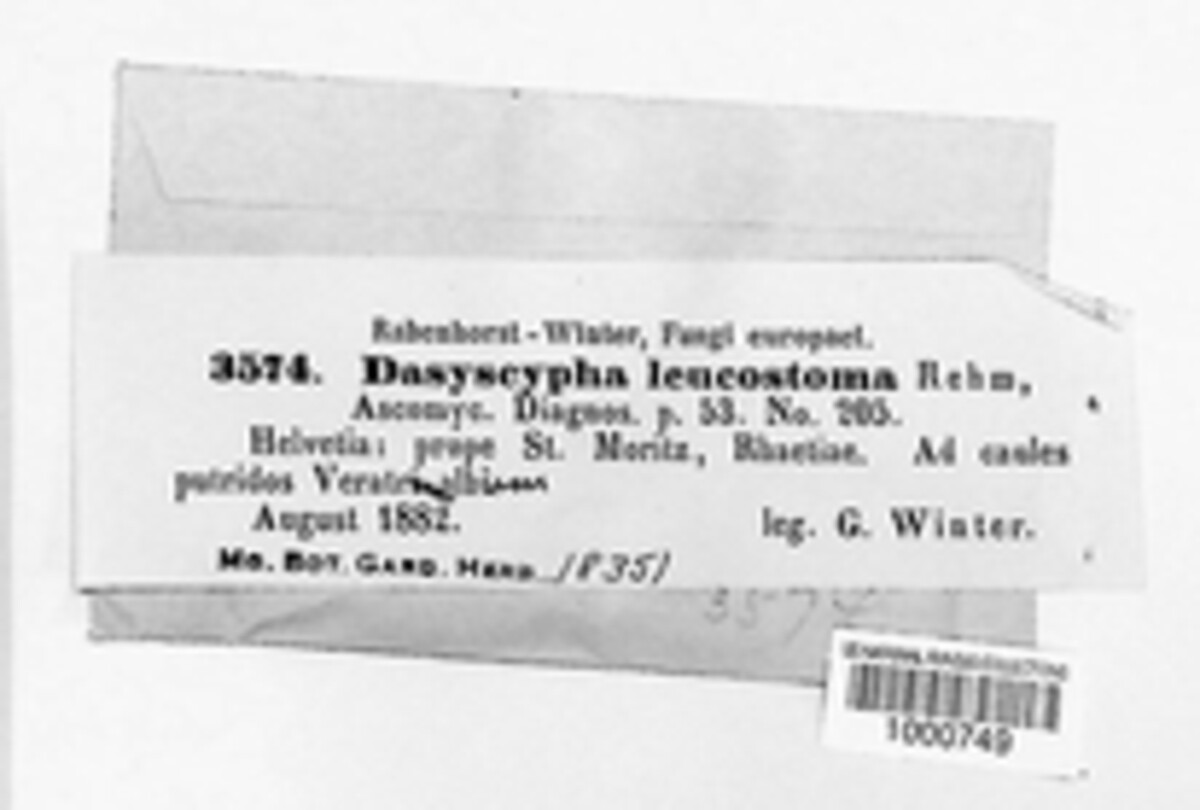 Dasyscyphus leucostoma image